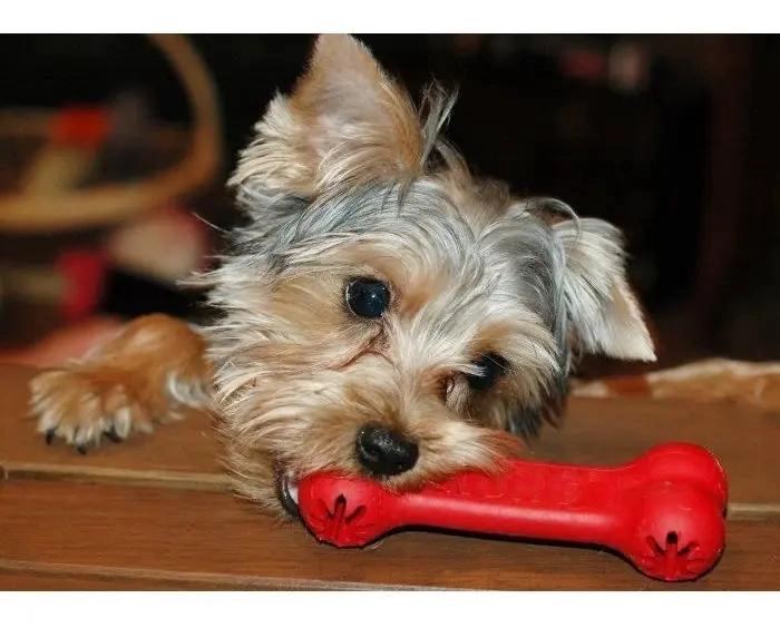 HUESO DE JUGUETE PARA PERROS PEQUEÑOS DE GOMA RESISTENTE - 2