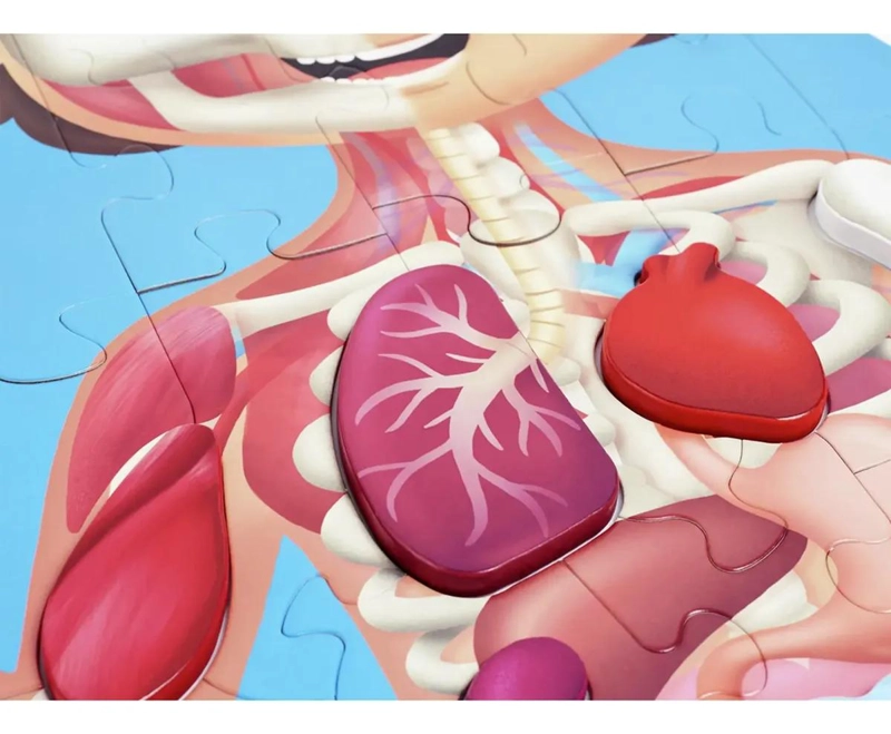 ROMPECABEZAS EDUCATIVO DEL CUERPO HUMANO PARA NIÑOS - 1