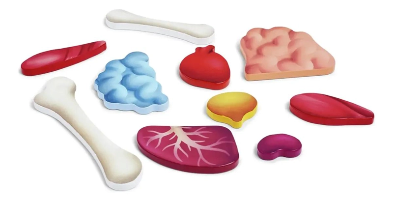 ROMPECABEZAS EDUCATIVO DEL CUERPO HUMANO PARA NIÑOS - 3