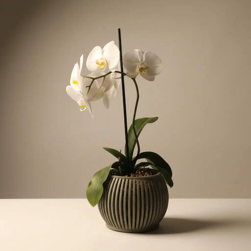 MACETA GRANDE PARA ORQUIDEAS CON DISEÑO VENTILADO - 1