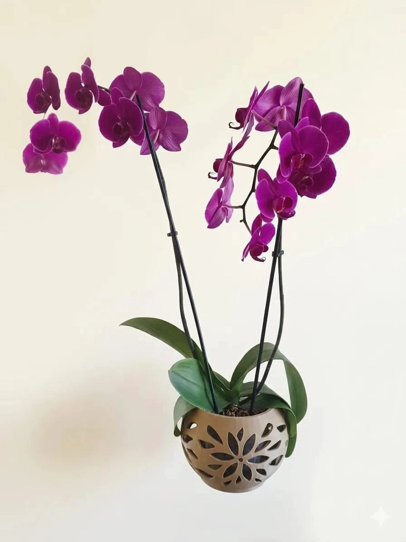 MACETA DE 18 CM PARA ORQUIDEAS GRANDES CON DISEÑO MODERNO - 1