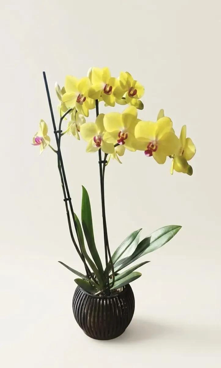 MACETA ZEN PARA ORQUIDEAS CON DRENAJE EFICIENTE - 1