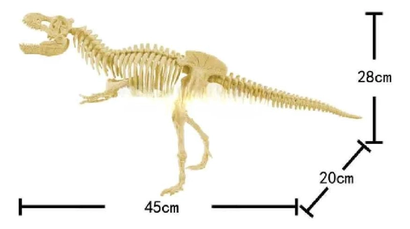SET EDUCATIVO DE ESQUELETOS DE DINOSAURIOS PARA NIÑOS - 4