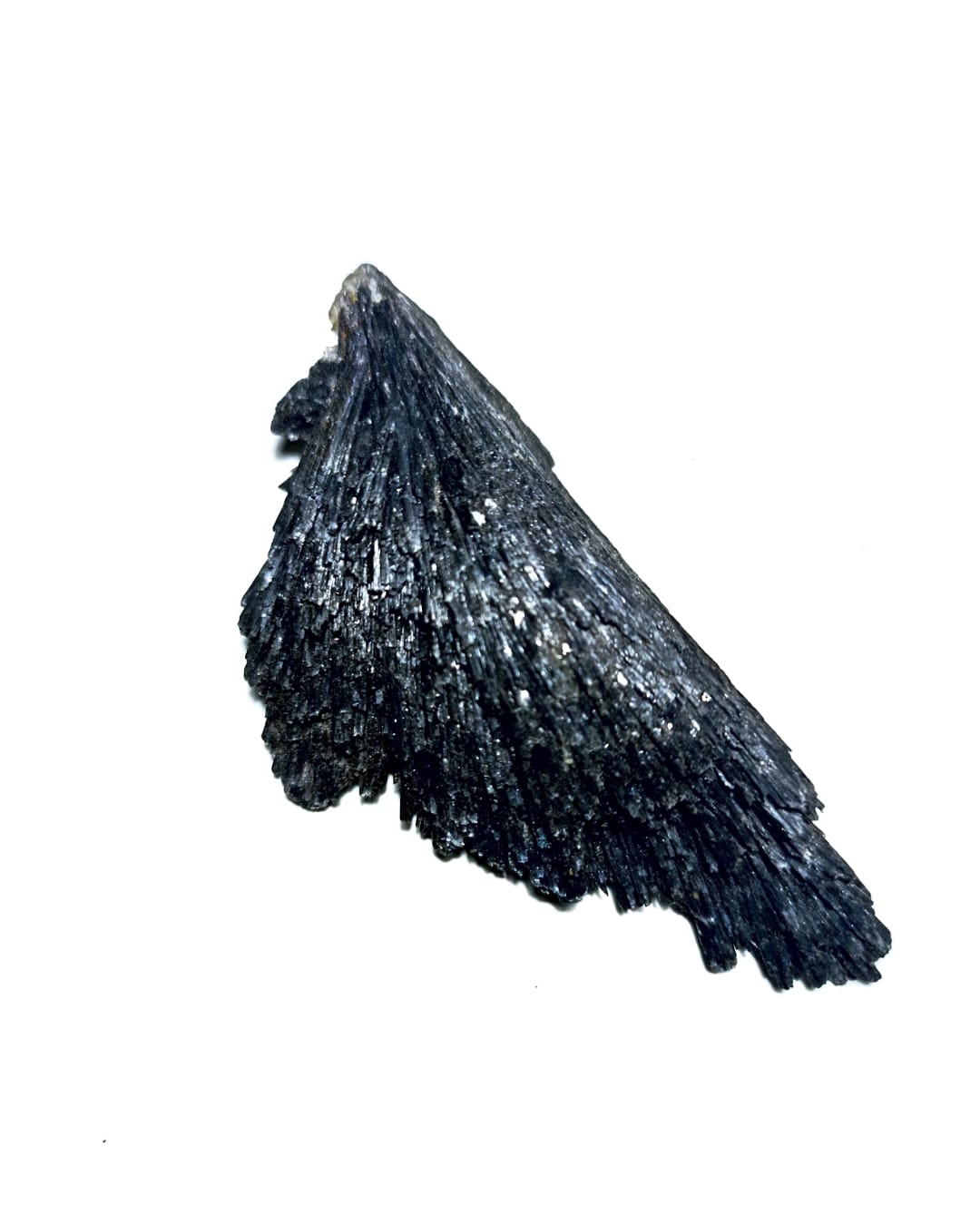 CIAITA NEGRA ESCOBA DE LA BRUJA - 2