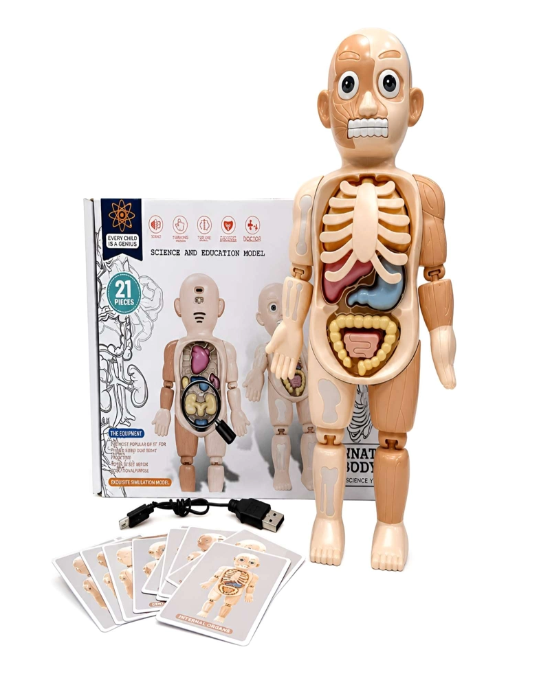 SET EDUCATIVO EXPLORA EL CUERPO HUMANO 21 PIEZAS MODELO ANATOMICO - 6