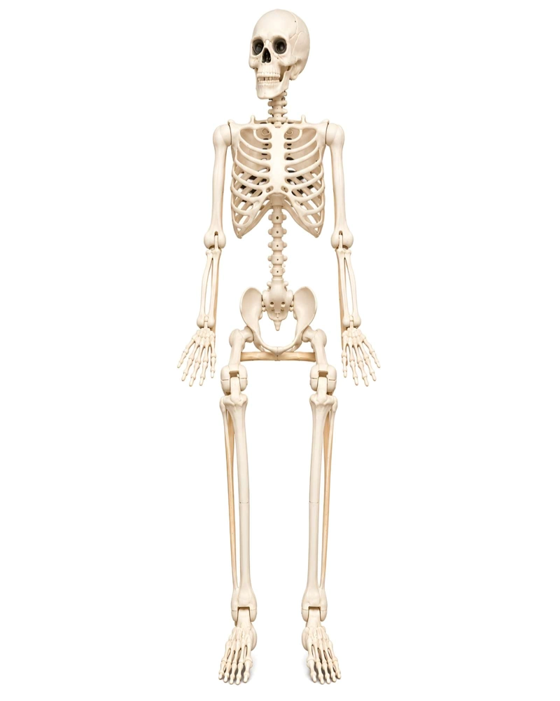 ESQUELETO REALISTA DECORATIVO PARA HALLOWEEN DE 165CM - 6