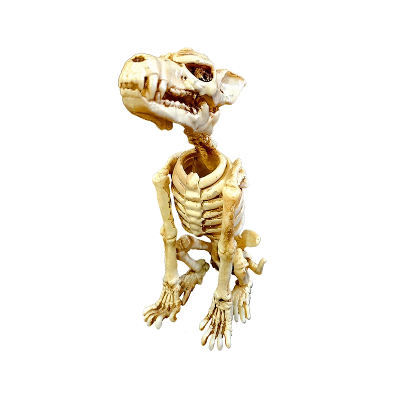 ESQUELETO LOBO 24CM X1UNI - 1