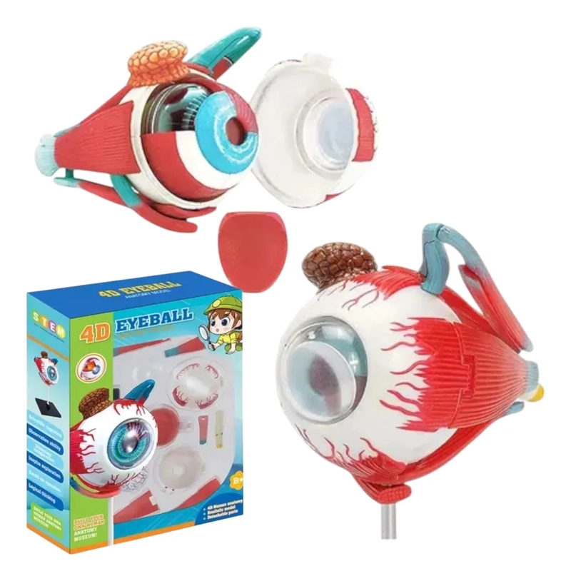 OJO 4D DIDACTICO GLOBO OCULAR ROMPECABEZAS PUZZLE 32 PIEZAS - 6