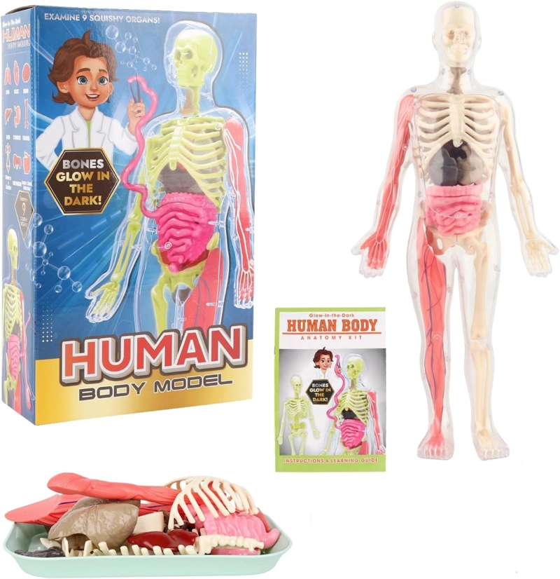 ESQUELETO DE CUERPO HUMANO QUE BRILLAN EN LA OSCURIDAD. - 1
