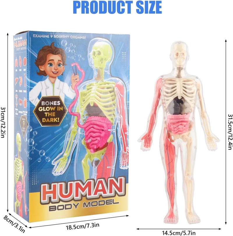 ESQUELETO DE CUERPO HUMANO QUE BRILLAN EN LA OSCURIDAD. - 2