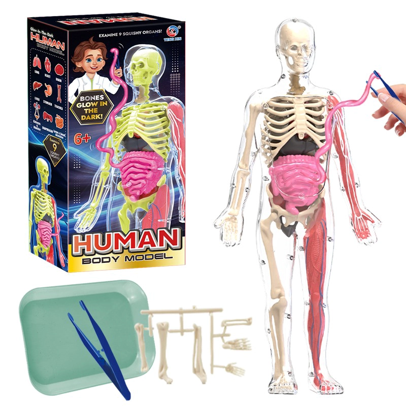 ESQUELETO DE CUERPO HUMANO QUE BRILLAN EN LA OSCURIDAD. - 3