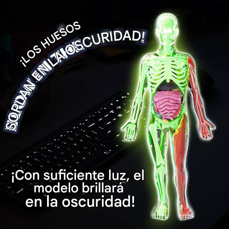 ESQUELETO DE CUERPO HUMANO QUE BRILLAN EN LA OSCURIDAD. - 4
