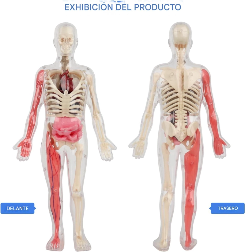 ESQUELETO DE CUERPO HUMANO QUE BRILLAN EN LA OSCURIDAD. - 5