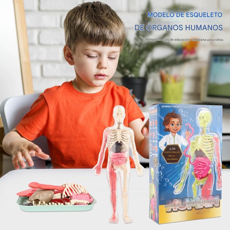 ESQUELETO DE CUERPO HUMANO QUE BRILLAN EN LA OSCURIDAD. - 6