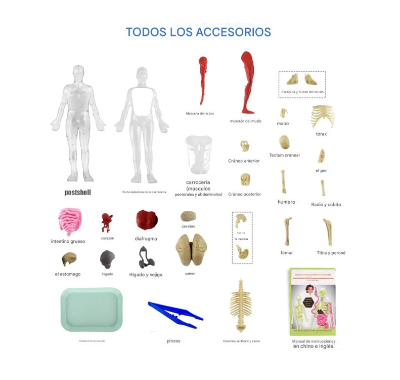 ESQUELETO DE CUERPO HUMANO QUE BRILLAN EN LA OSCURIDAD. - 7