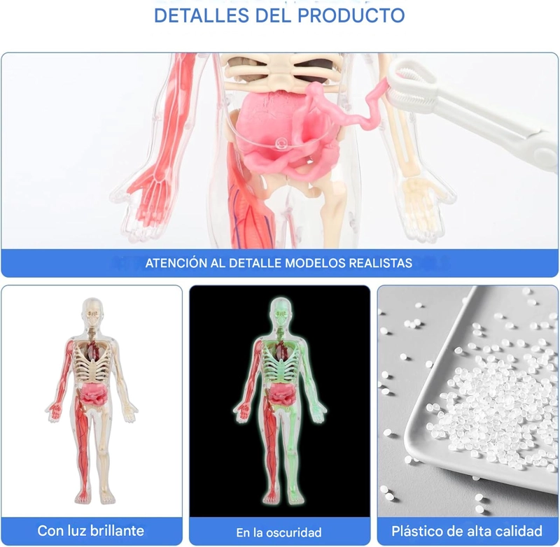 ESQUELETO DE CUERPO HUMANO QUE BRILLAN EN LA OSCURIDAD. - 8
