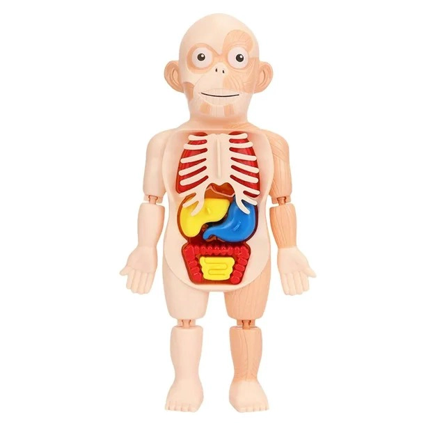 PUZZLE 3D ANATOMIA CUERPO HUMANO JUGUETE DE APRENDIZAJE - 1