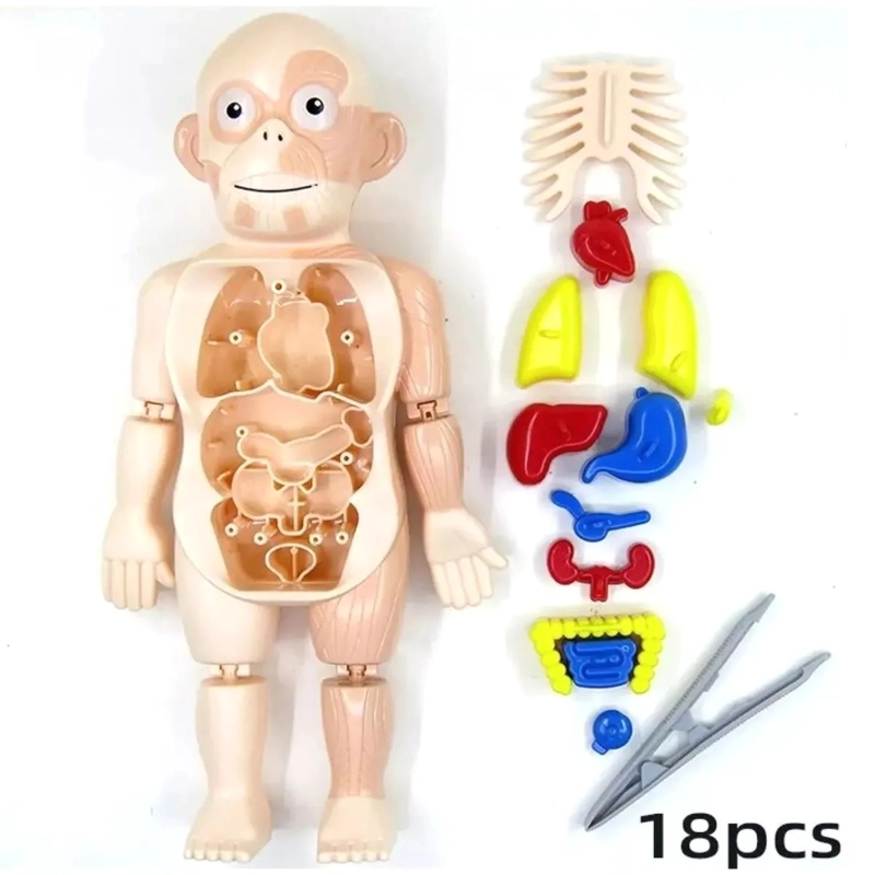 PUZZLE 3D ANATOMIA CUERPO HUMANO JUGUETE DE APRENDIZAJE - 2
