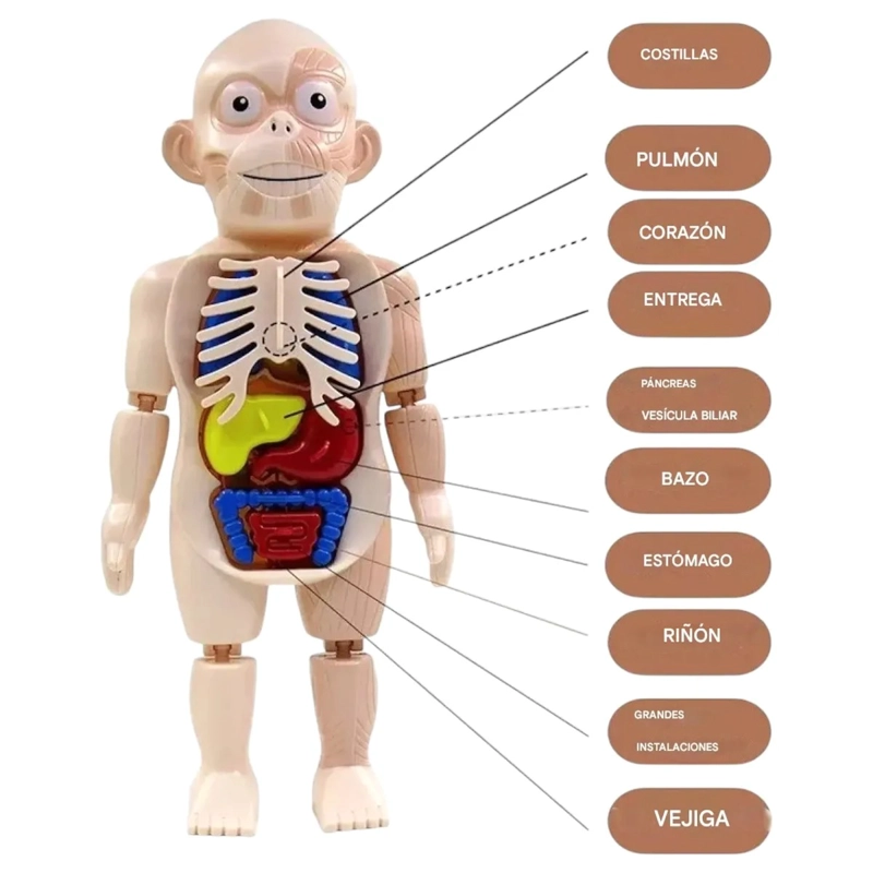 PUZZLE 3D ANATOMIA CUERPO HUMANO JUGUETE DE APRENDIZAJE - 3
