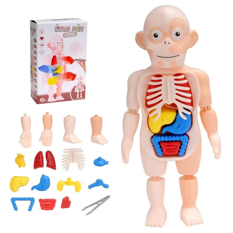 PUZZLE 3D ANATOMIA CUERPO HUMANO JUGUETE DE APRENDIZAJE - 4