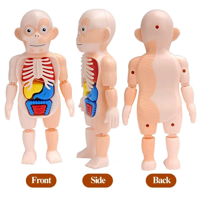 PUZZLE 3D ANATOMIA CUERPO HUMANO JUGUETE DE APRENDIZAJE - 5
