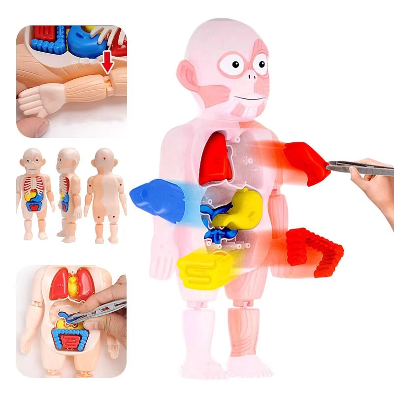 PUZZLE 3D ANATOMIA CUERPO HUMANO JUGUETE DE APRENDIZAJE - 6