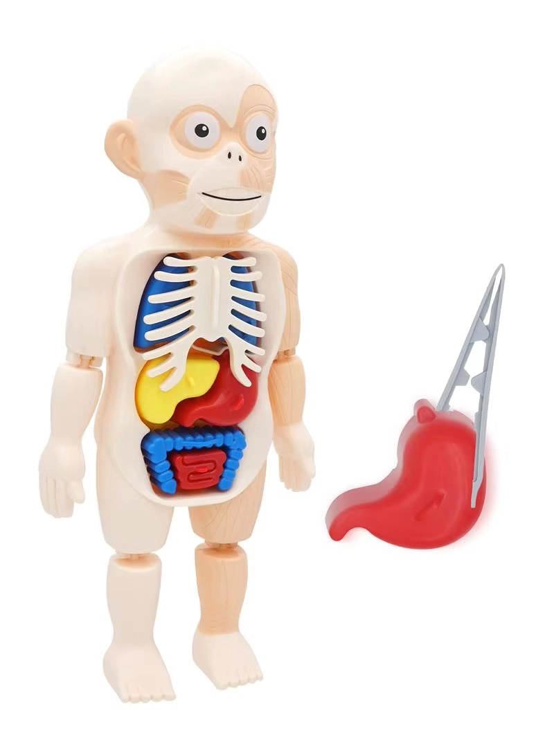 PUZZLE 3D ANATOMIA CUERPO HUMANO JUGUETE DE APRENDIZAJE - 7