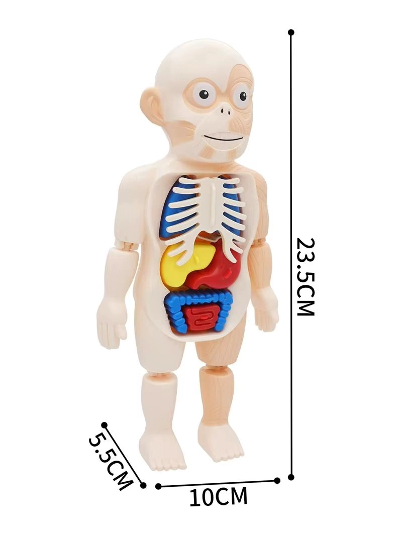 PUZZLE 3D ANATOMIA CUERPO HUMANO JUGUETE DE APRENDIZAJE - 8