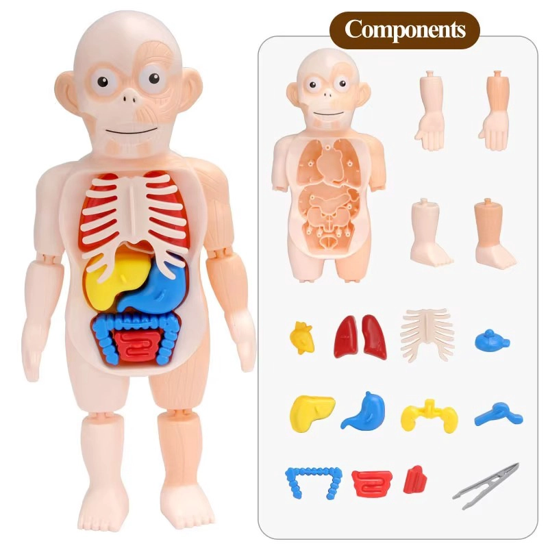 PUZZLE 3D ANATOMIA CUERPO HUMANO JUGUETE DE APRENDIZAJE - 9
