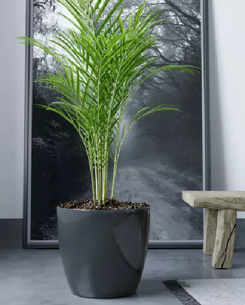 MACETEROS PLÁSTICO 20X22CM AMALFI PACK 2 UNIDADES 5.3L NEGRO - 5