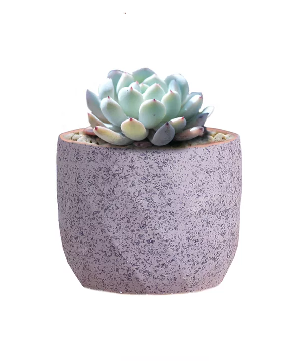 MACETERO GEOMÉTRICO CERÁMICA SUCULENTAS 7.2X6CM PACK 10 ROSA - 3