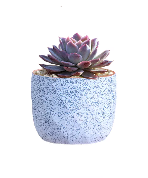 MACETERO GEOMÉTRICO CERÁMICA SUCULENTAS 7.2X6CM PACK 10 ROSA - 4