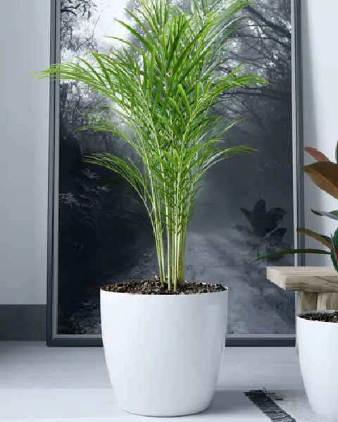 MACETEROS PLÁSTICO 20X22CM AMALFI PACK 2 UNIDADES 5.3L BLANCO - 4