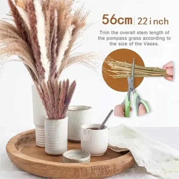 PAMPAS SECAS 65 UDS PLANTAS DECORATIVAS - 3