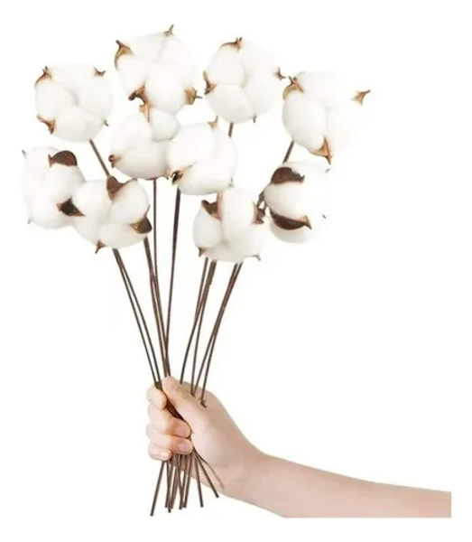 ALGODON SECO 10 TALLOS COTTON BLANCO DECORATIVOS - 1