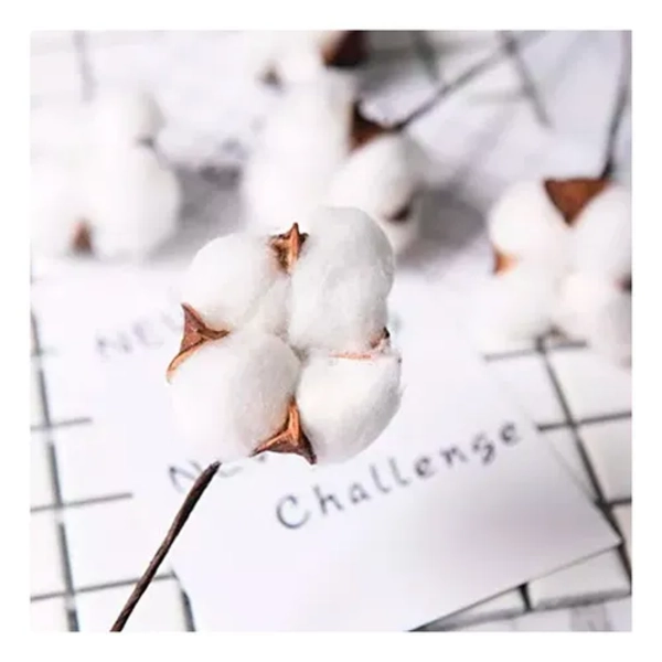 ALGODON SECO 10 TALLOS COTTON BLANCO DECORATIVOS - 5