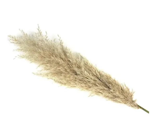 RAMAS PAMPAS GRASS 3 UDS DECORACION - 2