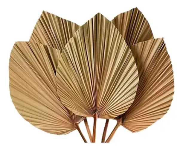 HOJA PALMA SECA CORAZON TROPICAL NATURAL - 1
