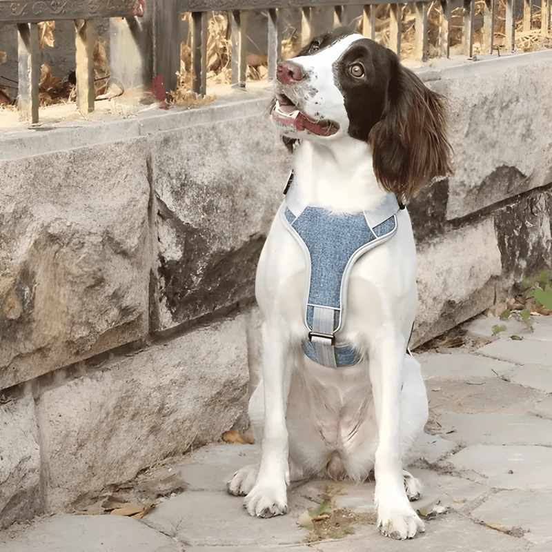 ARNE S ANTI TIRONES ACOLCHADOS PARA PERRO TALLAS S A XXL - 3