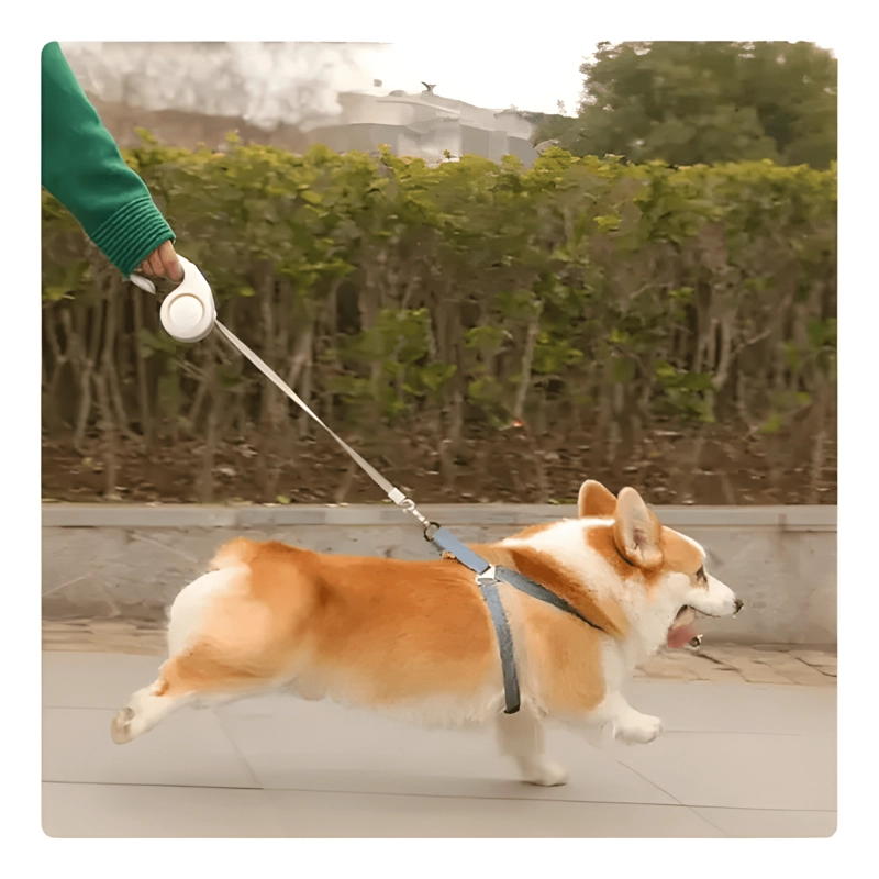CUERDA DE 3M TRACCION RETRACTIL AUTOMATICA PARA PERRO Y GATO - 3