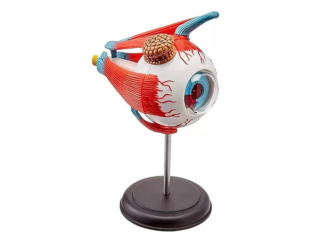 OJO HUMANO MODELO GLOBO OCULAR - 1