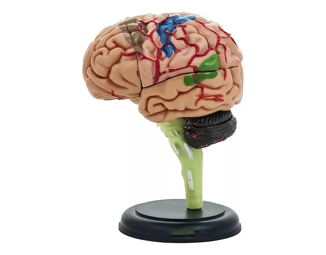 CEREBRO MINI MODELO ANATOMICO - 1