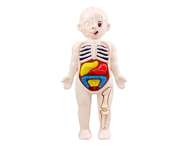 JUGUETE ANATOMICO CUERPO HUMANO - 1