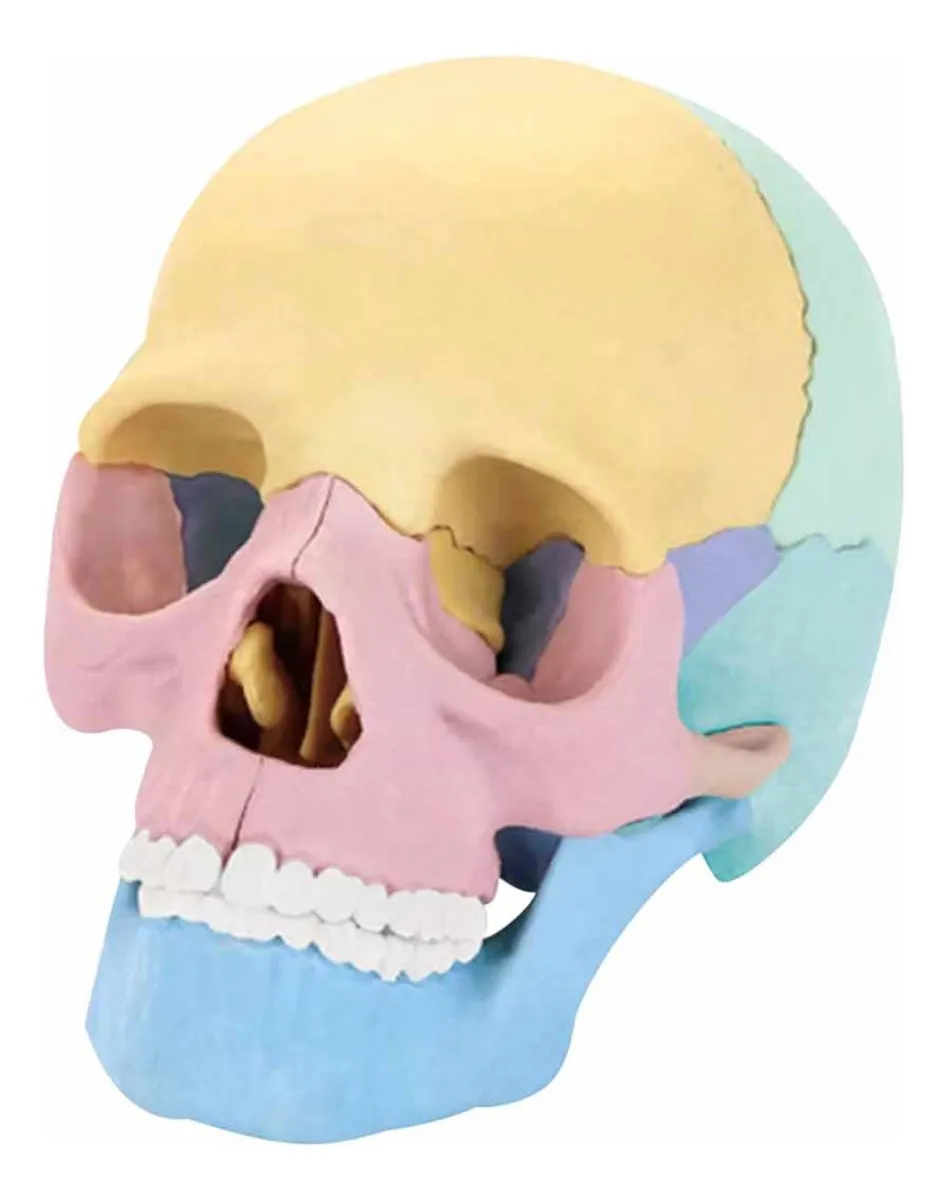 MODELO ANATOMICO DE CRANEO PARA EDUCACION - 1