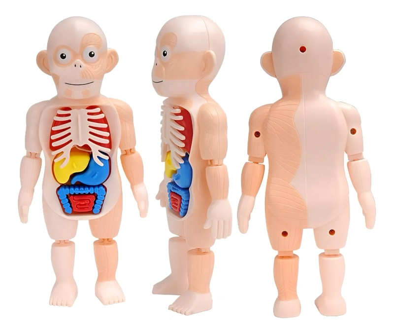 MUÑECO ANATOMÍA PARA NIÑOS - MONTESSORI - 1