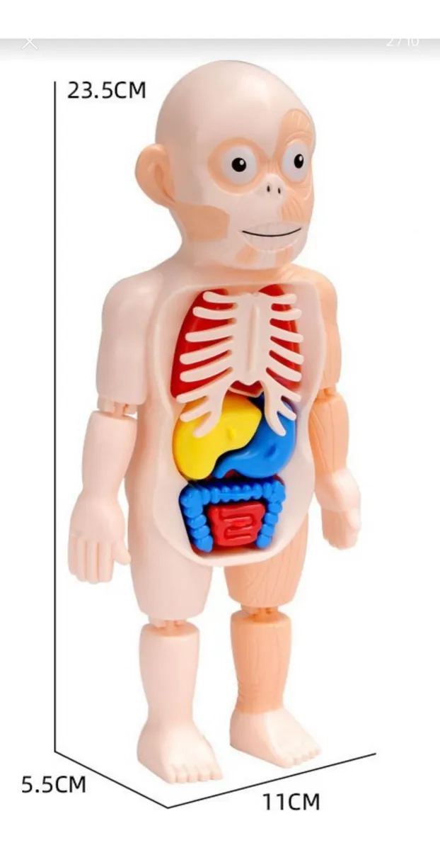 MUÑECO ANATOMÍA PARA NIÑOS - MONTESSORI - 2