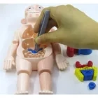 MUÑECO ANATOMÍA PARA NIÑOS - MONTESSORI - 3