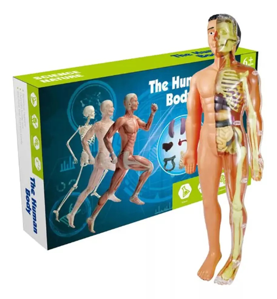 MODELO ANATOMICO CUERPO HUMANO 28CM PIEZAS EXTRAIBLES - 1