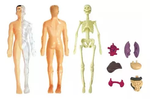 MODELO ANATOMICO CUERPO HUMANO 28CM PIEZAS EXTRAIBLES - 2