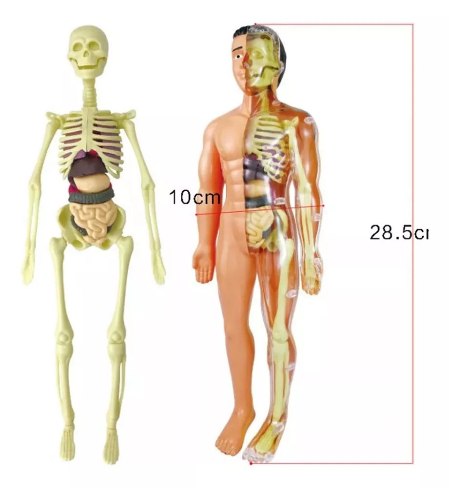 MODELO ANATOMICO CUERPO HUMANO 28CM PIEZAS EXTRAIBLES - 3